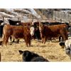 Image 6 : Coralta Farms - 680# Steers - 86 Head (Carbon, AB)