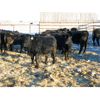 Image 2 : Johnson Livestock - 902# Steers - 67 Head (Peebles, SK)