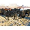 Image 3 : Johnson Livestock - 902# Steers - 67 Head (Peebles, SK)