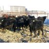 Image 4 : Johnson Livestock - 902# Steers - 67 Head (Peebles, SK)