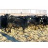 Image 5 : Johnson Livestock - 902# Steers - 67 Head (Peebles, SK)
