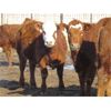 Image 2 : Jeff & Bonnie Resch & Family - 875# Replacement Heifers - 40 Head (Leader, SK)