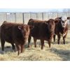 Image 4 : Jeff & Bonnie Resch & Family - 875# Replacement Heifers - 40 Head (Leader, SK)