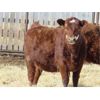 Image 5 : Jeff & Bonnie Resch & Family - 875# Replacement Heifers - 40 Head (Leader, SK)