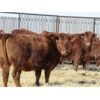 Image 6 : Jeff & Bonnie Resch & Family - 875# Replacement Heifers - 40 Head (Leader, SK)