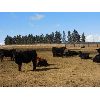 Image 2 : Sturgeon River Ranching - 650# Steers - 82 Head (Rockyford, AB)
