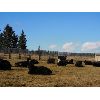 Image 3 : Sturgeon River Ranching - 650# Steers - 82 Head (Rockyford, AB)