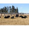 Image 4 : Sturgeon River Ranching - 650# Steers - 82 Head (Rockyford, AB)