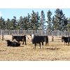 Image 5 : Sturgeon River Ranching - 650# Steers - 82 Head (Rockyford, AB)