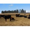 Image 2 : Sturgeon River Ranching - 650# Steers - 82 Head (Rockyford, AB)
