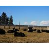 Image 3 : Sturgeon River Ranching - 650# Steers - 82 Head (Rockyford, AB)