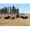 Image 4 : Sturgeon River Ranching - 650# Steers - 82 Head (Rockyford, AB)