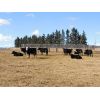 Image 6 : Sturgeon River Ranching - 650# Steers - 82 Head (Rockyford, AB)