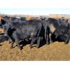 Image 1 : Tee Two Land & Cattle Co. - 750# Steers - 163 Head (Kelliher, SK)