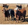 Image 2 : Tee Two Land & Cattle Co. - 750# Steers - 163 Head (Kelliher, SK)
