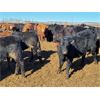 Image 3 : Tee Two Land & Cattle Co. - 750# Steers - 163 Head (Kelliher, SK)