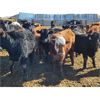 Image 5 : Tee Two Land & Cattle Co. - 750# Steers - 163 Head (Kelliher, SK)