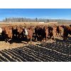 Image 1 : Cunningham Cattle Co. - 1050# Steers - 120 Head (Sundre, AB)