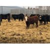 Image 3 : Sun Country Ranch - 730# Steers - 82 Head (Sundown, MB)