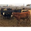 Image 5 : Sun Country Ranch - 730# Steers - 82 Head (Sundown, MB)