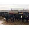 Image 6 : Sun Country Ranch - 730# Steers - 82 Head (Sundown, MB)