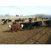Image 2 : Nelson Creek Ranch - 888# Steers - 104 Head (Crossfield, AB)