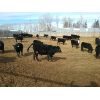 Image 5 : Nelson Creek Ranch - 888# Steers - 104 Head (Crossfield, AB)