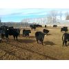 Image 6 : Nelson Creek Ranch - 888# Steers - 104 Head (Crossfield, AB)