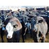 Image 3 : Coroview Farms - 720# Steers - 85 Head (Scandia, AB)