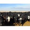 Image 4 : Coroview Farms - 720# Steers - 85 Head (Scandia, AB)