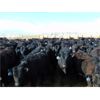 Image 6 : Coroview Farms - 720# Steers - 85 Head (Scandia, AB)