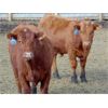 Image 6 : Coroview Farms - 720# Steers - 85 Head (Scandia, AB)