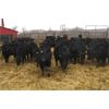 Image 2 : G & B Farms  - 650# Heifers - 75 Head (Deloraine, MB)
