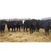 Image 3 : G & B Farms  - 650# Heifers - 75 Head (Deloraine, MB)