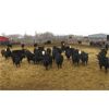 Image 4 : G & B Farms  - 650# Heifers - 75 Head (Deloraine, MB)