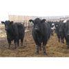 Image 5 : G & B Farms  - 650# Heifers - 75 Head (Deloraine, MB)