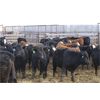 Image 2 : Brock & Garett Thompson - 740# Steers - 85 Head (Carnduff, SK)