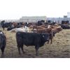 Image 1 : Brock and Garett Thompson - 650# Steers - 114 Head