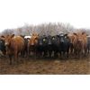 Image 3 : Turtleview Livestock - 1025# Heifers - 116 Head (Goodlands, MB)
