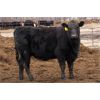 Image 4 : Turtleview Livestock - 1025# Heifers - 116 Head (Goodlands, MB)