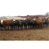 Image 6 : Turtleview Livestock - 1025# Heifers - 116 Head (Goodlands, MB)
