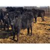 Image 1 : 20-20 Ranching Ltd. - 750# Steers - 240 Head (Midale, SK)