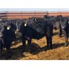 Image 3 : 20-20 Ranching Ltd. - 750# Steers - 240 Head (Midale, SK)