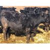 Image 5 : 20-20 Ranching Ltd. - 750# Steers - 240 Head (Midale, SK)