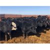 Image 6 : 20-20 Ranching Ltd. - 750# Steers - 240 Head (Midale, SK)