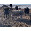 Image 2 : Isaacson Farms - 600# Heifers - 85 Head (Viscount, SK)