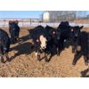 Image 3 : Isaacson Farms - 600# Heifers - 85 Head (Viscount, SK)
