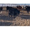 Image 4 : Isaacson Farms - 600# Heifers - 85 Head (Viscount, SK)