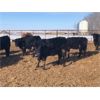 Image 5 : Isaacson Farms - 600# Heifers - 85 Head (Viscount, SK)