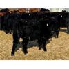Image 5 : Bar Box Farm - 920# Heifers - 45 Head (Rockyford, AB)